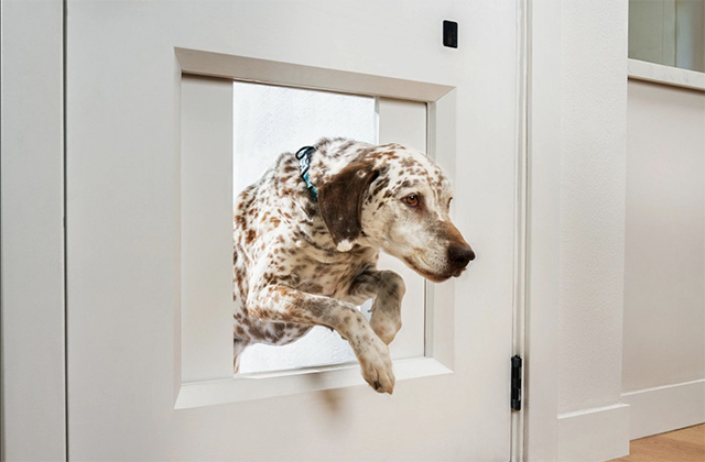What To Consider When Buying A Pet Door
